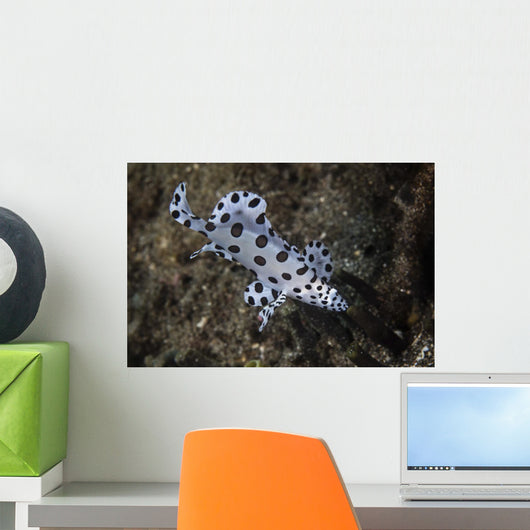Barramundi Cod Swimming Close-up Wall Decal