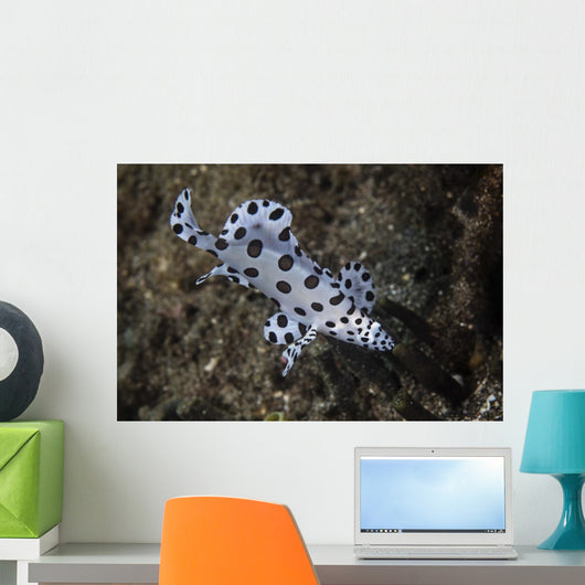 Barramundi Cod Swimming Close-up Wall Decal