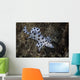 Barramundi Cod Swimming Close-up Wall Decal