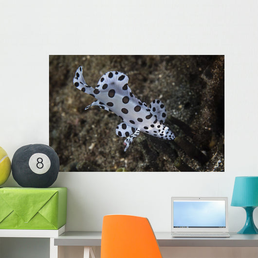 Barramundi Cod Swimming Close-up Wall Decal