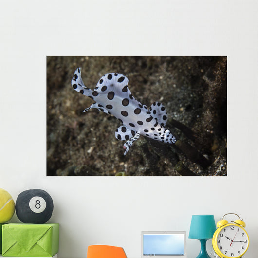 Barramundi Cod Swimming Close-up Wall Decal