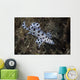 Barramundi Cod Swimming Close-up Wall Decal