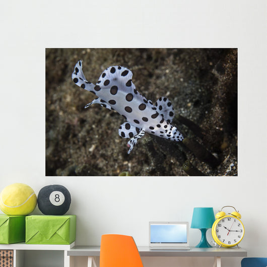 Barramundi Cod Swimming Close-up Wall Decal