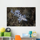 Barramundi Cod Swimming Close-up Wall Decal