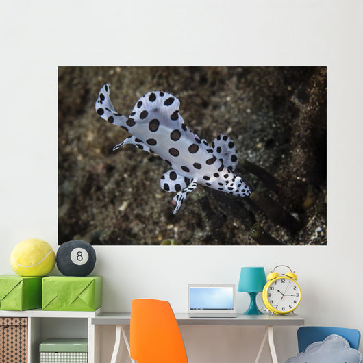 Barramundi Cod Swimming Close-up Wall Decal