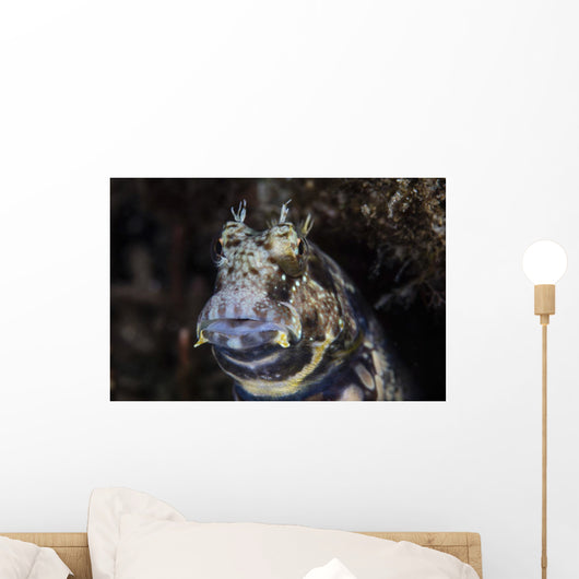Jewelled Blenny near Alor Wall Decal
