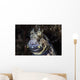 Jewelled Blenny near Alor Wall Decal