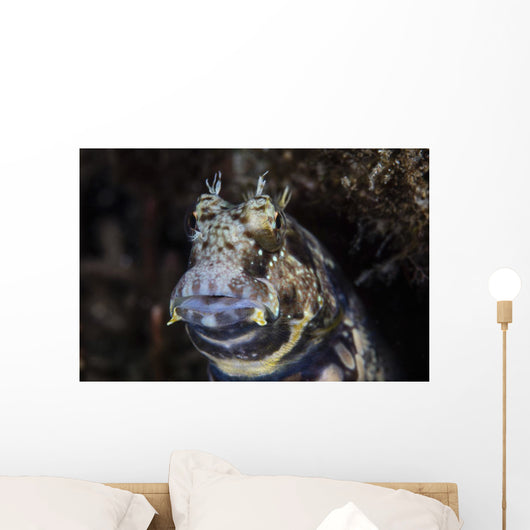 Jewelled Blenny near Alor Wall Decal