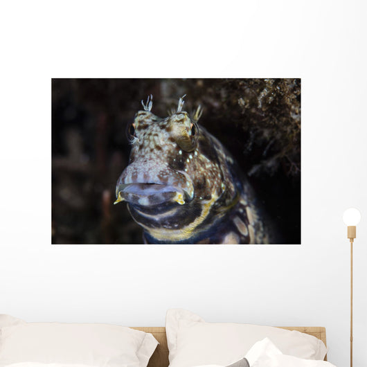 Jewelled Blenny near Alor Wall Decal