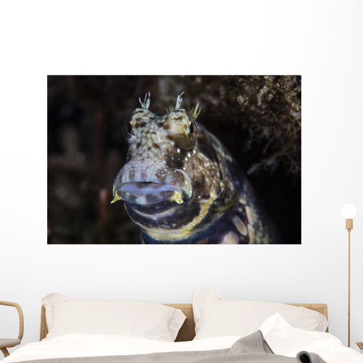 Jewelled Blenny near Alor Wall Decal