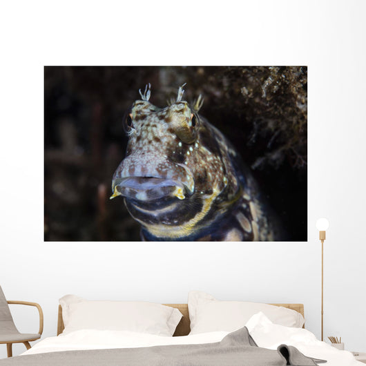 Jewelled Blenny near Alor Wall Decal