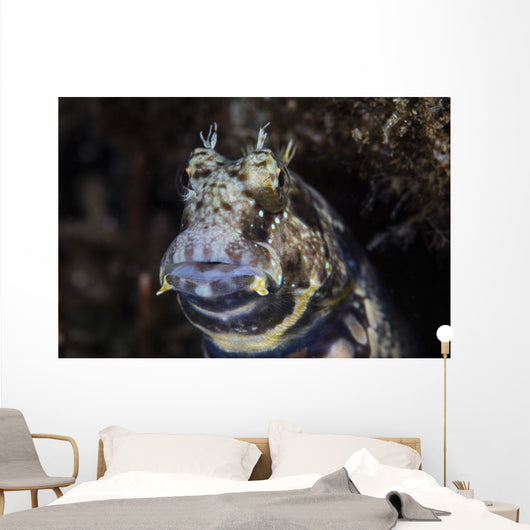 Jewelled Blenny near Alor Wall Decal