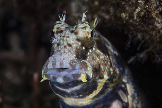 Jewelled Blenny near Alor Wall Decal