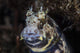 Jewelled Blenny near Alor Wall Decal