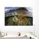 Beautiful Set Corals Grows Cloudy Sky Wall Decal