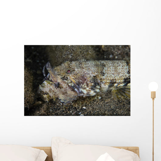 Lizardfish Feeds Large Blenny Left Side Wall Decal