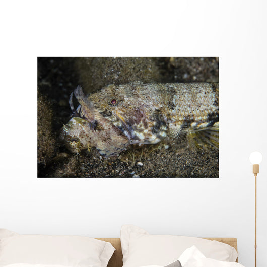 Lizardfish Feeds Large Blenny Left Side Wall Decal