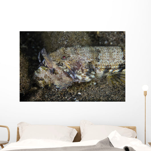 Lizardfish Feeds Large Blenny Left Side Wall Decal