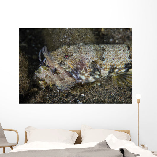 Lizardfish Feeds Large Blenny Left Side Wall Decal