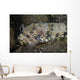 Lizardfish Feeds Large Blenny Left Side Wall Decal