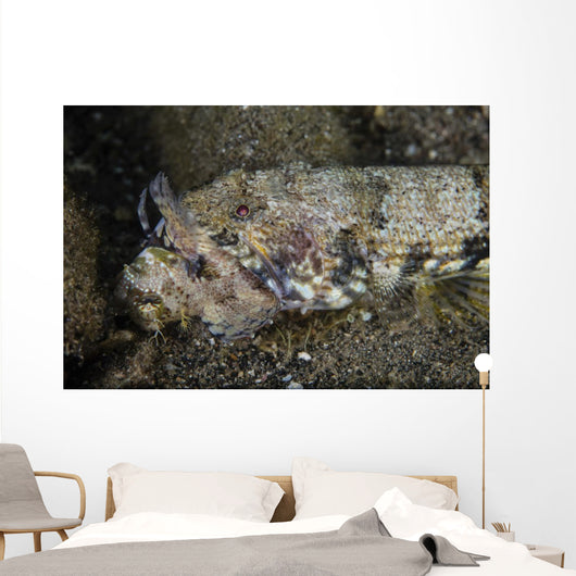 Lizardfish Feeds Large Blenny Left Side Wall Decal