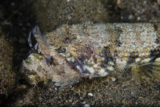 Lizardfish Feeds Large Blenny Left Side Wall Decal