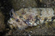 Lizardfish Feeds Large Blenny Left Side Wall Decal