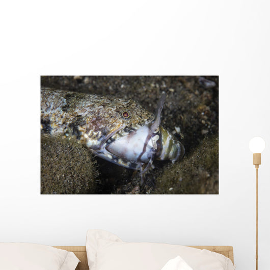 Lizardfish Feeds Large Blenny Wall Decal