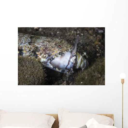 Lizardfish Feeds Large Blenny Wall Decal