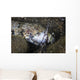 Lizardfish Feeds Large Blenny Wall Decal