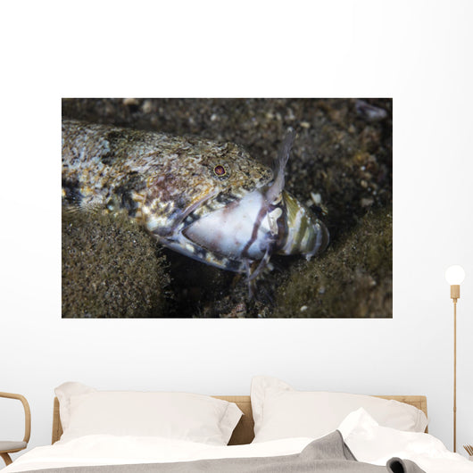 Lizardfish Feeds Large Blenny Wall Decal