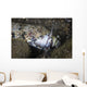 Lizardfish Feeds Large Blenny Wall Decal