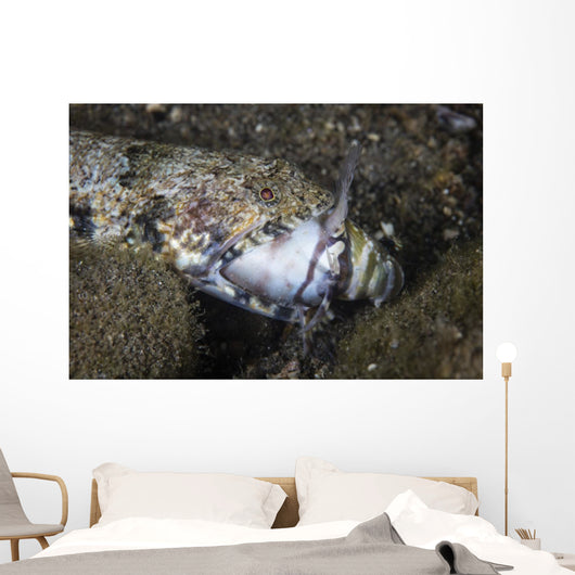 Lizardfish Feeds Large Blenny Wall Decal
