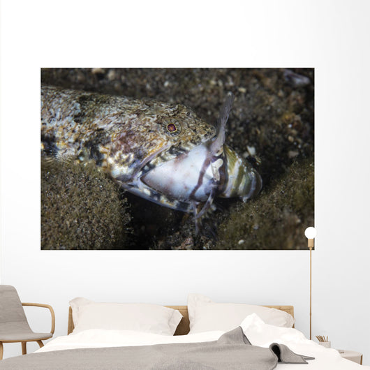 Lizardfish Feeds Large Blenny Wall Decal