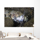Lizardfish Feeds Large Blenny Wall Decal
