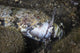 Lizardfish Feeds Large Blenny Wall Decal