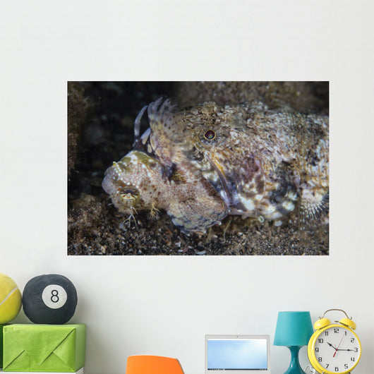 Lizardfish Feeds Large Blenny Close-up Wall Decal