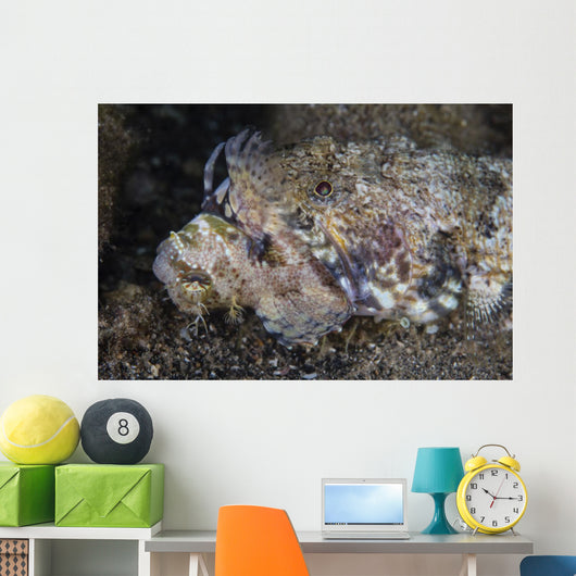 Lizardfish Feeds Large Blenny Close-up Wall Decal