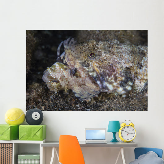 Lizardfish Feeds Large Blenny Close-up Wall Decal