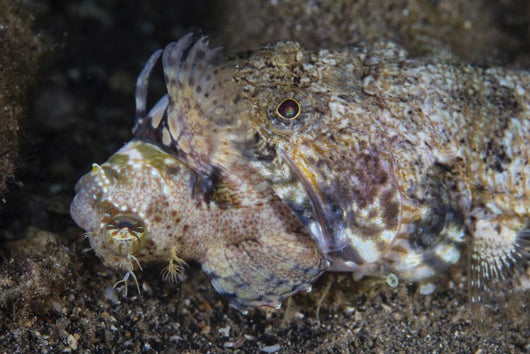 Lizardfish Feeds Large Blenny Close-up Wall Decal