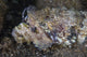 Lizardfish Feeds Large Blenny Close-up Wall Decal