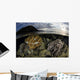 Beautiful Set Corals Grows Evening Sky Wall Decal