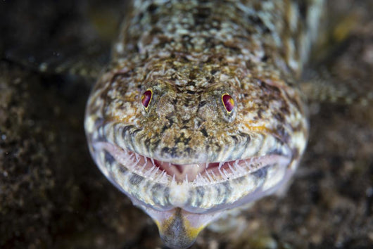 Predatory Lizardfish Is Finishing Wall Decal