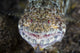 Predatory Lizardfish Is Finishing Wall Decal