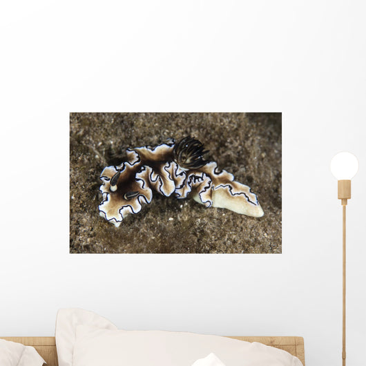 Beautiful Nudibranch near Alor Wall Decal