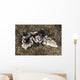 Beautiful Nudibranch near Alor Wall Decal