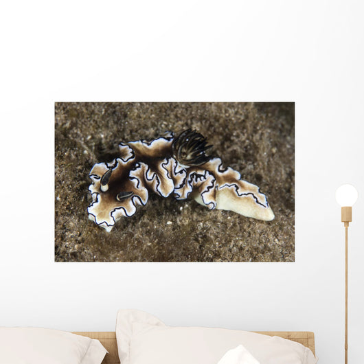 Beautiful Nudibranch near Alor Wall Decal