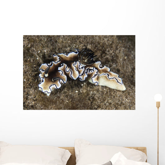 Beautiful Nudibranch near Alor Wall Decal