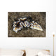 Beautiful Nudibranch near Alor Wall Decal