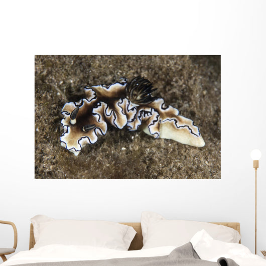Beautiful Nudibranch near Alor Wall Decal
